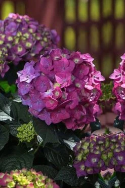 Summer Crush Endless Summer Hydrangea - 2 Gallon Pot 13 Summer Crush Endless Summer Hydrangea - 2 Gallon Pot -Best Bush Shop Hydrangea Summer Crush Endless Summer 4 1