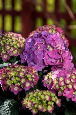 Summer Crush Endless Summer Hydrangea - 7 Gallon Pot 16 Summer Crush Endless Summer Hydrangea - 7 Gallon Pot -Best Bush Shop Hydrangea Summer Crush Endless Summer 5 3