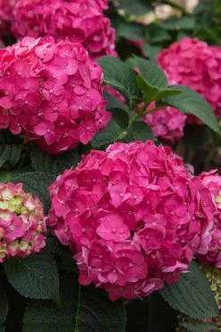 Summer Crush Endless Summer Hydrangea - 6 Gallon Pot 12 Summer Crush Endless Summer Hydrangea - 6 Gallon Pot -Best Bush Shop Hydrangea Summer Crush Endless Summer 6 2