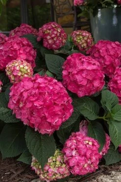 Summer Crush Endless Summer Hydrangea - 6 Gallon Pot 17 Summer Crush Endless Summer Hydrangea - 6 Gallon Pot -Best Bush Shop Hydrangea Summer Crush Endless Summer 7 2