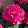 Summer Crush Endless Summer Hydrangea - 6 Gallon Pot (COPY)