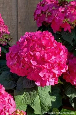 Summer Crush Endless Summer Hydrangea - 6 Gallon Pot