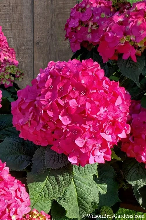 Summer Crush Endless Summer Hydrangea - 7 Gallon Pot 1 Summer Crush Endless Summer Hydrangea - 7 Gallon Pot