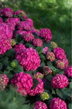 Summer Crush Endless Summer Hydrangea - 6 Gallon Pot (COPY) 14 Summer Crush Endless Summer Hydrangea - 6 Gallon Pot (COPY) -Best Bush Shop Hydrangea Summer Crush Endless Summer 9