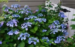 Twist-N-Shout Endless Summer Hydrangea - 3 Gallon Pot 9 Twist-N-Shout Endless Summer Hydrangea - 3 Gallon Pot -Best Bush Shop Hydrangea Twist N Shout Blue Flowers 3