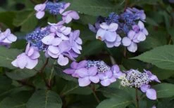 Twist-N-Shout Endless Summer Hydrangea - 3 Gallon Pot 11 Twist-N-Shout Endless Summer Hydrangea - 3 Gallon Pot -Best Bush Shop Hydrangea Twist N Shout Lavender Flowers 2
