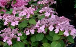 Twist-N-Shout Endless Summer Hydrangea - 3 Gallon Pot 10 Twist-N-Shout Endless Summer Hydrangea - 3 Gallon Pot -Best Bush Shop Hydrangea Twist N Shout Pink Flowers 2