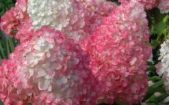 Vanilla Strawberry Hydrangea - 3 Gallon Pot 11 Vanilla Strawberry Hydrangea - 3 Gallon Pot -Best Bush Shop Hydrangea Vanilla Strawberry 2