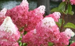 Vanilla Strawberry Hydrangea - 3 Gallon Pot 10 Vanilla Strawberry Hydrangea - 3 Gallon Pot -Best Bush Shop Hydrangea Vanilla Strawberry 3