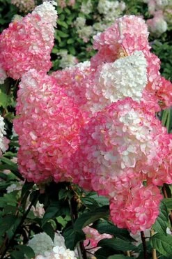 Vanilla Strawberry Hydrangea - 3 Gallon Pot 12 Vanilla Strawberry Hydrangea - 3 Gallon Pot -Best Bush Shop Hydrangea Vanilla Strawberry BS