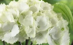 Zebra Hydrangea - 1 Gallon Pot 12 Zebra Hydrangea - 1 Gallon Pot -Best Bush Shop Hydrangea Zebra 3