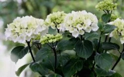 Zebra Hydrangea - 1 Gallon Pot 13 Zebra Hydrangea - 1 Gallon Pot -Best Bush Shop Hydrangea Zebra Flowers