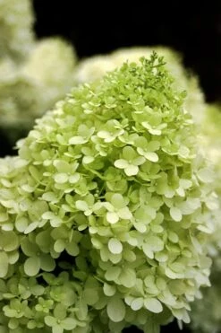 Limelight PeeGee Hydrangea - 7 Gallon Pot (3-4') 12 Limelight PeeGee Hydrangea - 7 Gallon Pot (3-4') -Best Bush Shop Hydrangea limelightf BS