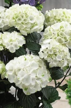 Zebra Hydrangea - 1 Gallon Pot 10 Zebra Hydrangea - 1 Gallon Pot -Best Bush Shop Hydrangrea Zebra 12