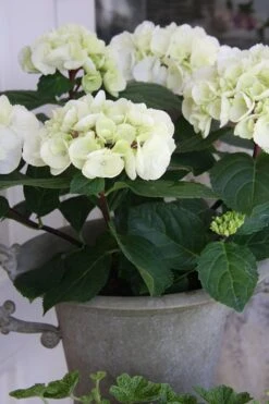 Zebra Hydrangea - 1 Gallon Pot 11 Zebra Hydrangea - 1 Gallon Pot -Best Bush Shop Hydrangrea Zebra 14