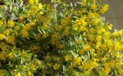Butterscotch Yellow Jasmine (Jessamine) - Gelsemium Sempervirens - 1 Gallon Pot -Best Bush Shop Jasmine Butterscotch 51