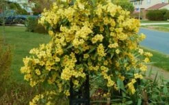 Butterscotch Yellow Jasmine (Jessamine) - Gelsemium Sempervirens - 1 Gallon Pot -Best Bush Shop Jasmine Butterscotch 52