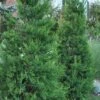 Hetzi Columnar Juniper - 1 Gallon Pot