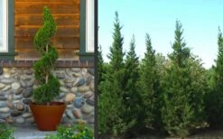 Hetzi Columnar Juniper - 1 Gallon Pot -Best Bush Shop Juniper Hetzi Columnar Landscape 2