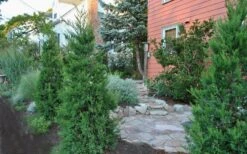 Hetzi Columnar Juniper - 1 Gallon Pot -Best Bush Shop Juniper Hetzi Columnar Landscape