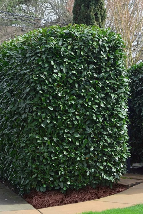 Schip Laurel (Prunus Laurocersasus 'Schipkaensis') - 2 Gallon Pot 4 Schip Laurel (Prunus Laurocersasus 'Schipkaensis') - 2 Gallon Pot - Image 4