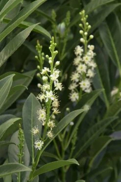 Schip Laurel (Prunus Laurocersasus 'Schipkaensis') - 2 Gallon Pot 11 Schip Laurel (Prunus Laurocersasus 'Schipkaensis') - 2 Gallon Pot -Best Bush Shop Laurel Schip 3