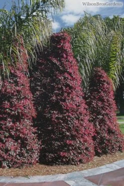 Zhuzhou Loropetalum (Chinese Fringeflower) - 3 Gallon Pot -Best Bush Shop Loropetalum ZhuZhou 22