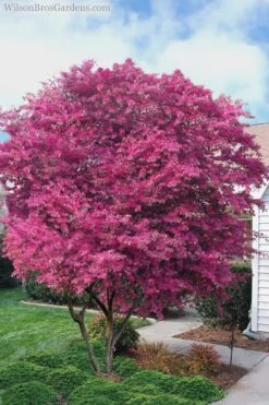 Zhuzhou Loropetalum (Chinese Fringeflower) - 3 Gallon Pot -Best Bush Shop Loropetalum ZhuZhou 23