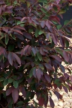 Zhuzhou Loropetalum (Chinese Fringeflower) - 3 Gallon Pot -Best Bush Shop Loropetalum ZhuZhou 25