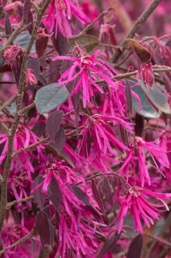 Zhuzhou Loropetalum (Chinese Fringeflower) - 3 Gallon Pot -Best Bush Shop Loropetalum ZhuZhou BS