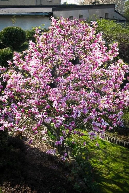 Betty Magnolia Tulip Tree - 1 Gallon Pot 5 Betty Magnolia Tulip Tree - 1 Gallon Pot - Image 5