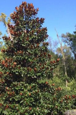 Brackens Brown Beauty Magnolia - 3 Gallon Pot 10 Brackens Brown Beauty Magnolia - 3 Gallon Pot -Best Bush Shop Magnolia Bracken Brown Beauty 500x750 3