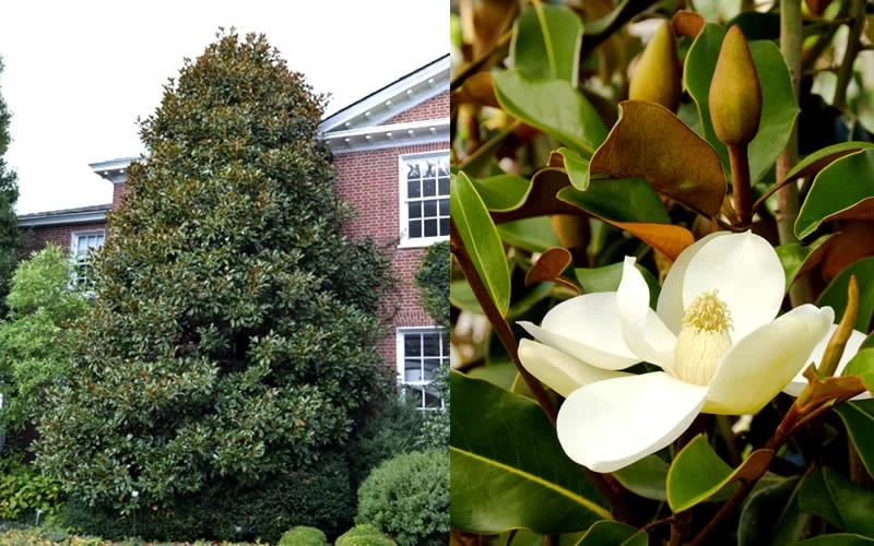 Brackens Brown Beauty Magnolia - 7 Gallon Pot (4-5') 5 Brackens Brown Beauty Magnolia - 7 Gallon Pot (4-5') - Image 5