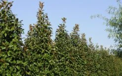 Brackens Brown Beauty Magnolia - 5 Gallon Pot 13 Brackens Brown Beauty Magnolia - 5 Gallon Pot -Best Bush Shop Magnolia Brackens Brown Beauty 6