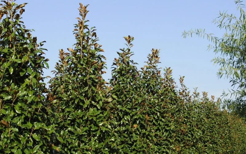 Brackens Brown Beauty Magnolia - 7 Gallon Pot (4-5') 7 Brackens Brown Beauty Magnolia - 7 Gallon Pot (4-5') - Image 7