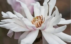 Centennial Star Magnolia - 1 Gallon Pot 13 Centennial Star Magnolia - 1 Gallon Pot -Best Bush Shop Magnolia Centennial 10 1
