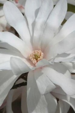 Centennial Star Magnolia - 3 Gallon Pot 14 Centennial Star Magnolia - 3 Gallon Pot -Best Bush Shop Magnolia Centennial 11