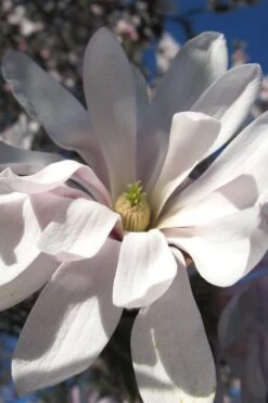 Centennial Star Magnolia - 3 Gallon Pot 15 Centennial Star Magnolia - 3 Gallon Pot -Best Bush Shop Magnolia Centennial 13