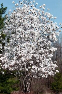Centennial Star Magnolia - 3 Gallon Pot 11 Centennial Star Magnolia - 3 Gallon Pot -Best Bush Shop Magnolia Centennial 19