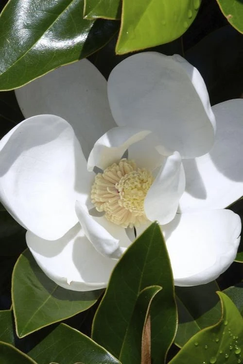 Claudia Wannamaker Southern Magnolia - 5 Gallon Pot 1 Claudia Wannamaker Southern Magnolia - 5 Gallon Pot