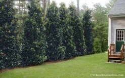 Claudia Wannamaker Southern Magnolia - 7 Gallon Pot (5-6') -Best Bush Shop Magnolia Claudia Wannamaker 2