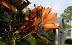 Claudia Wannamaker Southern Magnolia - 5 Gallon Pot 11 Claudia Wannamaker Southern Magnolia - 5 Gallon Pot -Best Bush Shop Magnolia Claudia Wannamaker 3 3