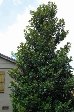 Claudia Wannamaker Southern Magnolia - 5 Gallon Pot 9 Claudia Wannamaker Southern Magnolia - 5 Gallon Pot -Best Bush Shop Magnolia Claudia Wannamaker 4 3