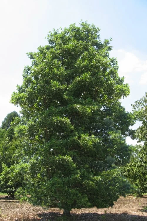 Green Shadow Sweetbay Magnolia Tree (Magnolia Virginiana) - 1 Gallon Pot 4 Green Shadow Sweetbay Magnolia Tree (Magnolia Virginiana) - 1 Gallon Pot - Image 4