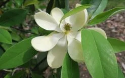 Green Shadow Sweetbay Magnolia Tree (Magnolia Virginiana) - 1 Gallon Pot 10 Green Shadow Sweetbay Magnolia Tree (Magnolia Virginiana) - 1 Gallon Pot -Best Bush Shop Magnolia GreenShadow Sweet Bay Flower 2