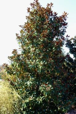 Kay Parris Southern Magnolia - 3 Gallon Pot 17 Kay Parris Southern Magnolia - 3 Gallon Pot -Best Bush Shop Magnolia Kay Parris 2