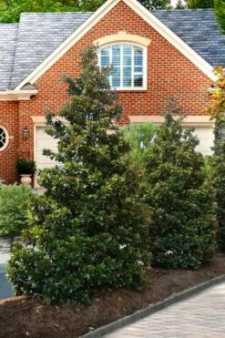 Kay Parris Southern Magnolia - 3 Gallon Pot 12 Kay Parris Southern Magnolia - 3 Gallon Pot -Best Bush Shop Magnolia Kay Parris 4