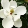 Little Gem Dwarf Southern Magnolia - 7 Gallon Pot (3-4')