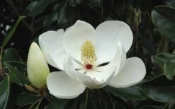 Kay Parris Southern Magnolia - 3 Gallon Pot 16 Kay Parris Southern Magnolia - 3 Gallon Pot -Best Bush Shop Magnolia Little Gem Bloom 2 1