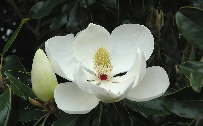 Kay Parris Southern Magnolia - 3 Gallon Pot 8 Kay Parris Southern Magnolia - 3 Gallon Pot - Image 8